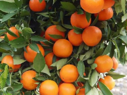 秋季柑橘施肥技术，柑橘怎么用肥