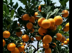 柑桔冬季护叶技巧，柑橘养殖方法介绍