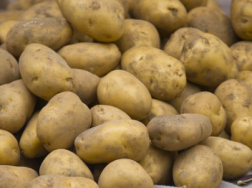 马铃薯冬季免耕覆草膜栽培技术，土豆应该怎么养殖