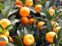 冬季柑橘果园重大病虫害防控，柑橘需要怎么防治病害