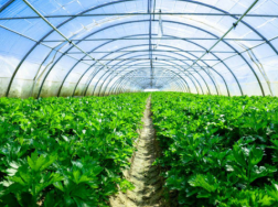 冬季温室蔬菜育苗技术要点，大棚蔬菜养殖方法