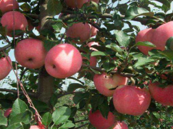 什么是苹果春梢停长，如何判断苹果春梢是否停长