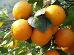 柑橘冬季如何管理，有哪些注意事项