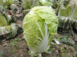 大白菜低温冻害的影响是什么，低温冻害的防治措施有哪些，