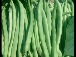 冬春茬菜豆如何摘叶摘心能早上市，如何有效高产管理