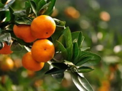 柑橘抗寒防冻技术要点，柑橘养殖方法总结