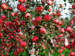 苹果园如何浇灌封冻水，需要注意些什么