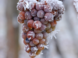 葡萄冬季防寒措施有哪些，需要注意些什么