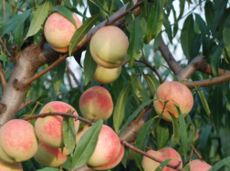 桃树冬剪的方法有哪些，怎么修剪桃树