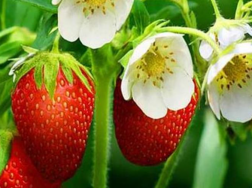 草莓冻害怎么预防，防治措施有哪些