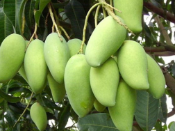 芒果冬季如何种植管理，安全过冬方法是什么