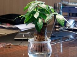 辦公室適合養什么風水植物？