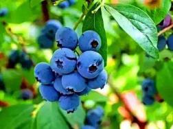 在家里养蓝莓能活嘛？有哪些注意事项？