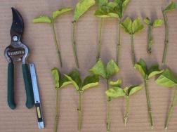 植物扦插多长时间能长根?