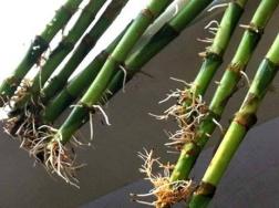 富貴竹怎么養容易生根？