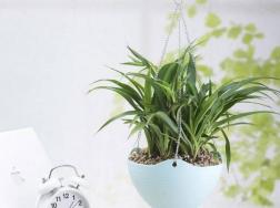 居家花卉：哪些盆栽植物凈化空氣效果比較好