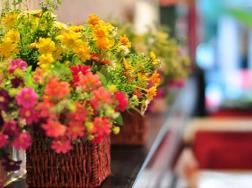 花卉網：家庭養花室內植物搭配與造景百科全書