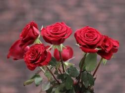 七夕送玫瑰花有哪些特别的话语推荐吗