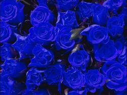蓝玫瑰花语是什么,蓝玫瑰代表什么意思