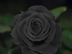 黑玫瑰花语是什么，适合送给谁