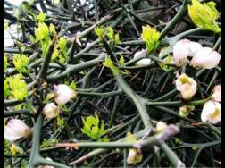 荆棘花的花语是什么，荆棘花是什么植物