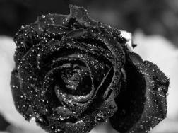 黑玫瑰花语是什么？黑玫瑰代表什么意思？