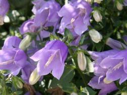 紫斑风铃草的花语是什么？紫斑风铃草有毒吗？