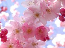 樱花花语是什么，象征寓意有哪些