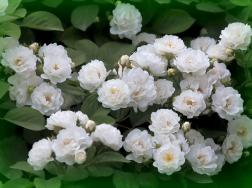 白蔷薇的花语是什么_白蔷薇图文片大全