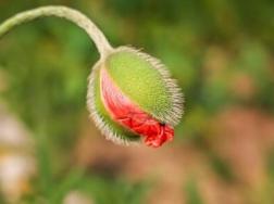 毒品成分之一的罂粟花语是什么？