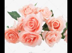 粉色玫瑰花语是什么，玫瑰花语大全