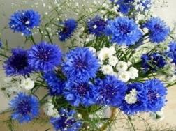 蓝色矢车菊的花语是什么