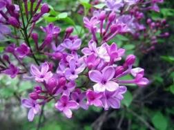 紫丁香的花语