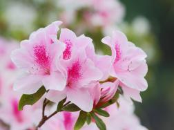 粉色杜鹃花语是什么，坚韧乐观的心态