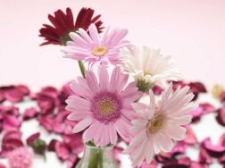 粉色非洲菊花语是什么，热情和永远快乐(适合送新婚夫妻)