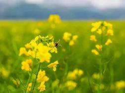 油菜花的花语是什么，油菜花代表什么意思(加油)