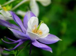 耧斗花（楼斗花）的花语