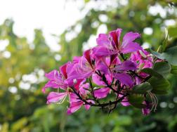 紫荆花的花语是什么？