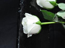 21朵白玫瑰的花语