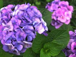 紫绣球花的花语
