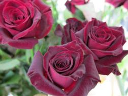 玫瑰花朵数代表的花语