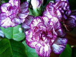 紫色康乃馨的花语