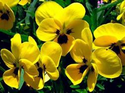 黄色紫罗兰花语