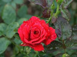 红玫瑰花的花语