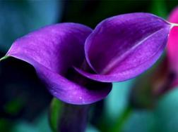 紫色马蹄莲花语