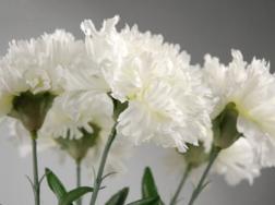 白色康乃馨的花语