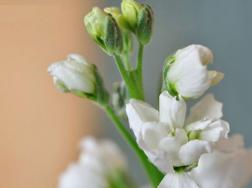 白色紫罗兰的花语