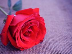红玫瑰的花语