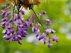 紫藤花的花语