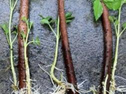 生根粉怎样正确使用方法，生根粉移栽的使用方法